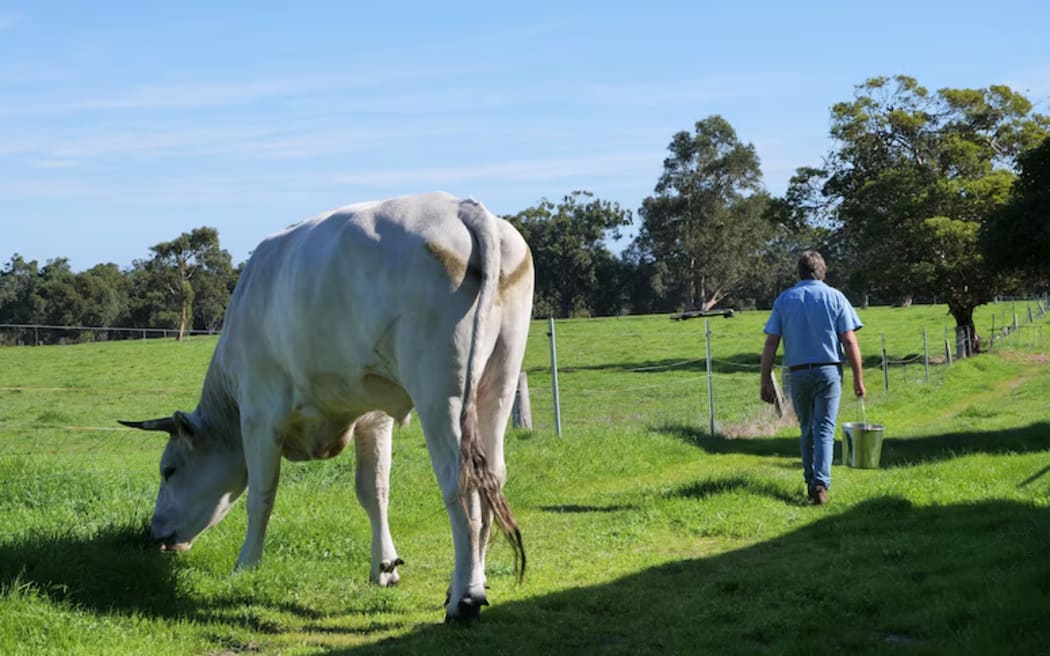 Chianina will do as they are told if there is food involved. (