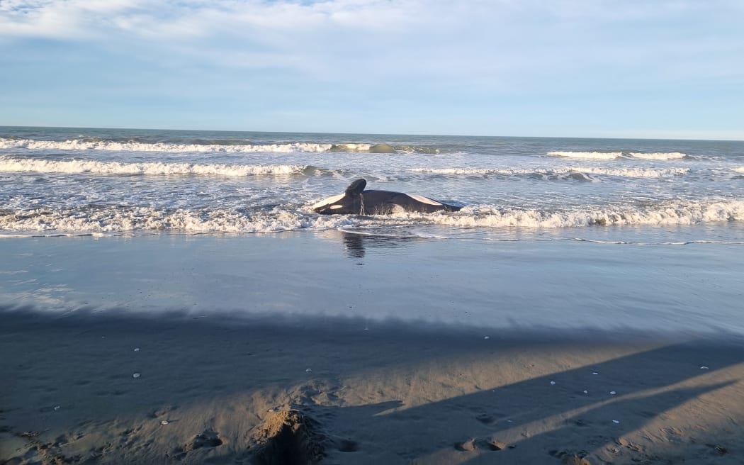 The adult orca was first noticed by a member of the public at a beach north of Waimairi.