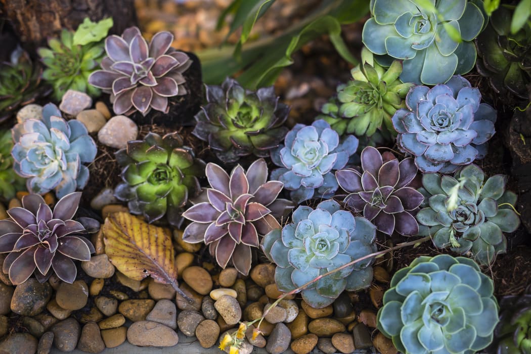 Succulents.