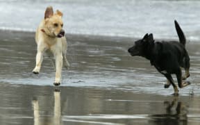 Tauranga dog owners may soon need to adjust how they get out and about with their pets.