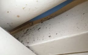 Black fungus spots on the ceiling of C Block.