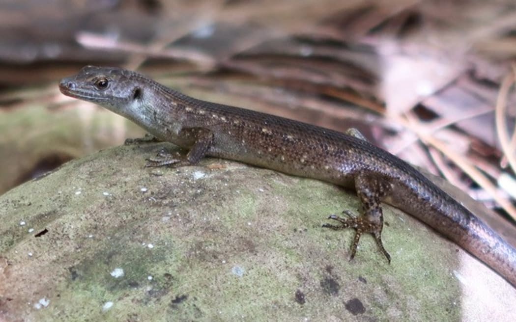 Slevin Skink 