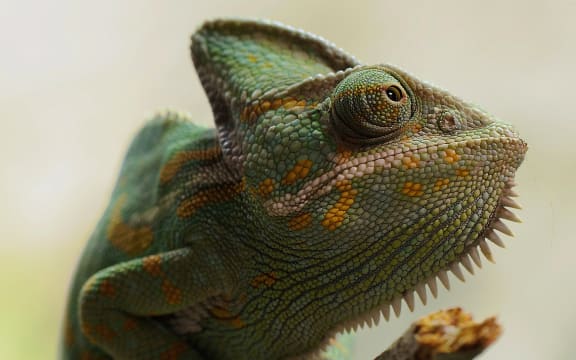 Yellow and Green Coated Lizard