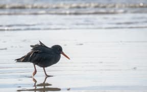 A black oystercatcher walking on wet sand on the Otago Peninsula
