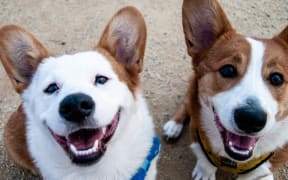 Two brown and white dogs look up at the camera with their mouths slightly open making it seem like they are smiling.