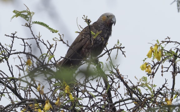 Kākā spotted in New Plymouth, Taranaki.