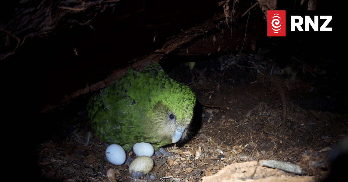 Endangered kākāpō lays eggs in anticipated livestream