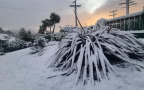 Winter's morning in Dunedin