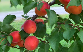 One of the new apricot cultivars developed by Plant and Food Research and the summerfruit industry.