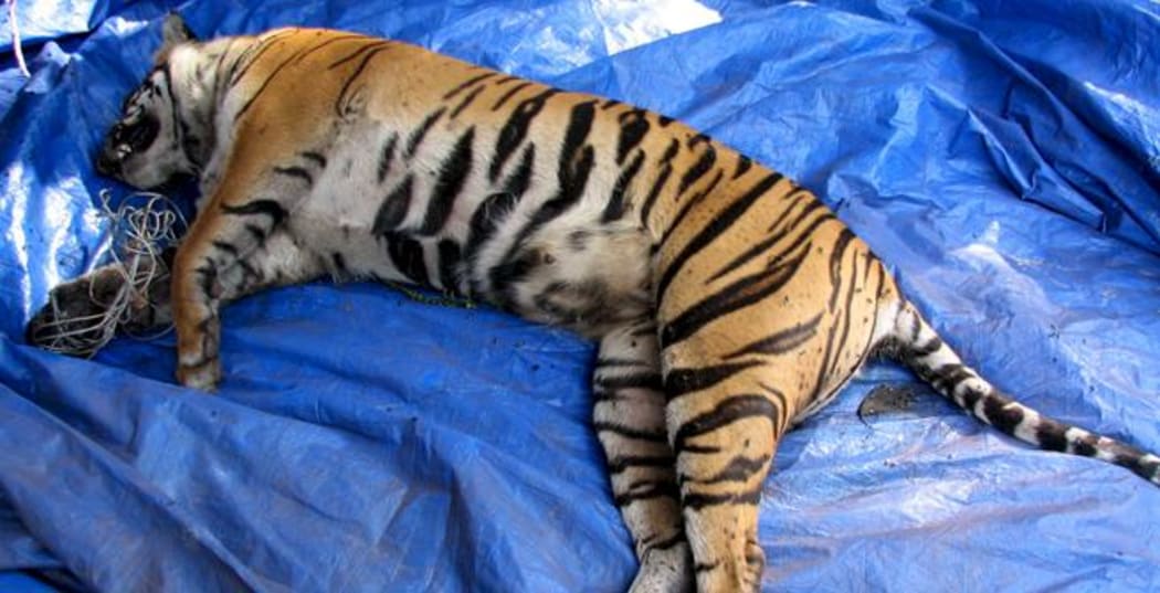 Illegal wildlife trade tiger snare