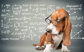 Dog with glasses on, doing maths.