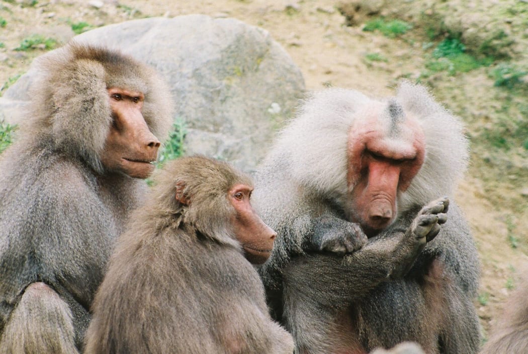 Wellington Zoo baboons