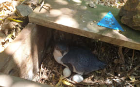 Little Blue Penguin in it's nesting box in Wellington.