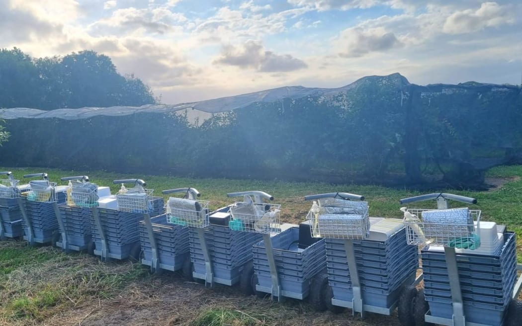 Hawke's Bay blueberry farm, pictured, says it is short of blueberries after being targeted by thieves.