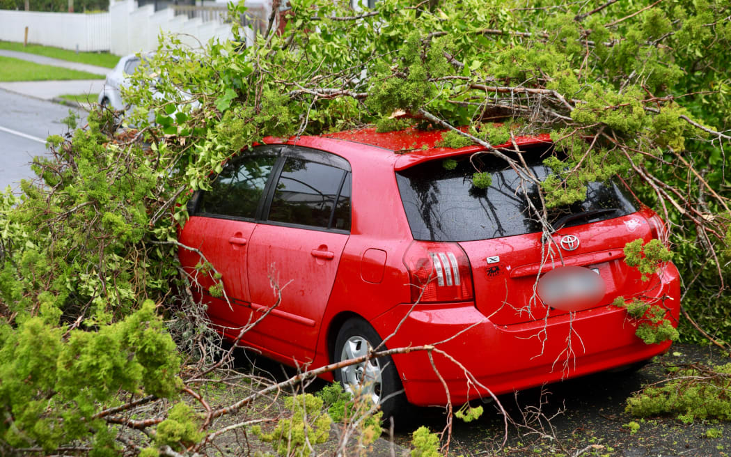 A tree down across Northboro Road in Belmont on the North Shore during Cyclone Tam.
