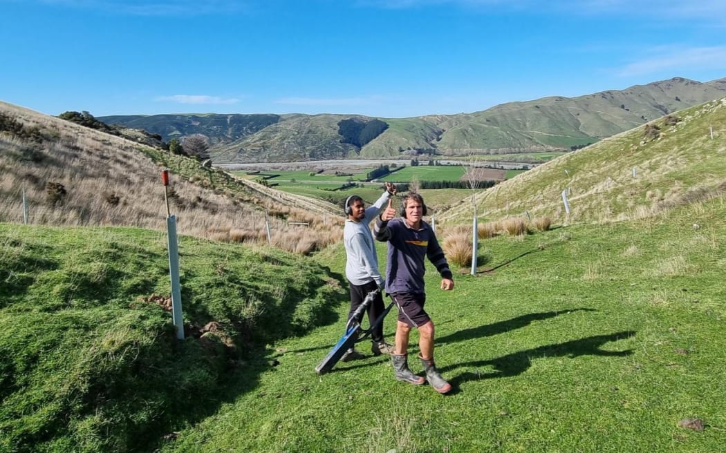 Planting poplar poles at Punawai