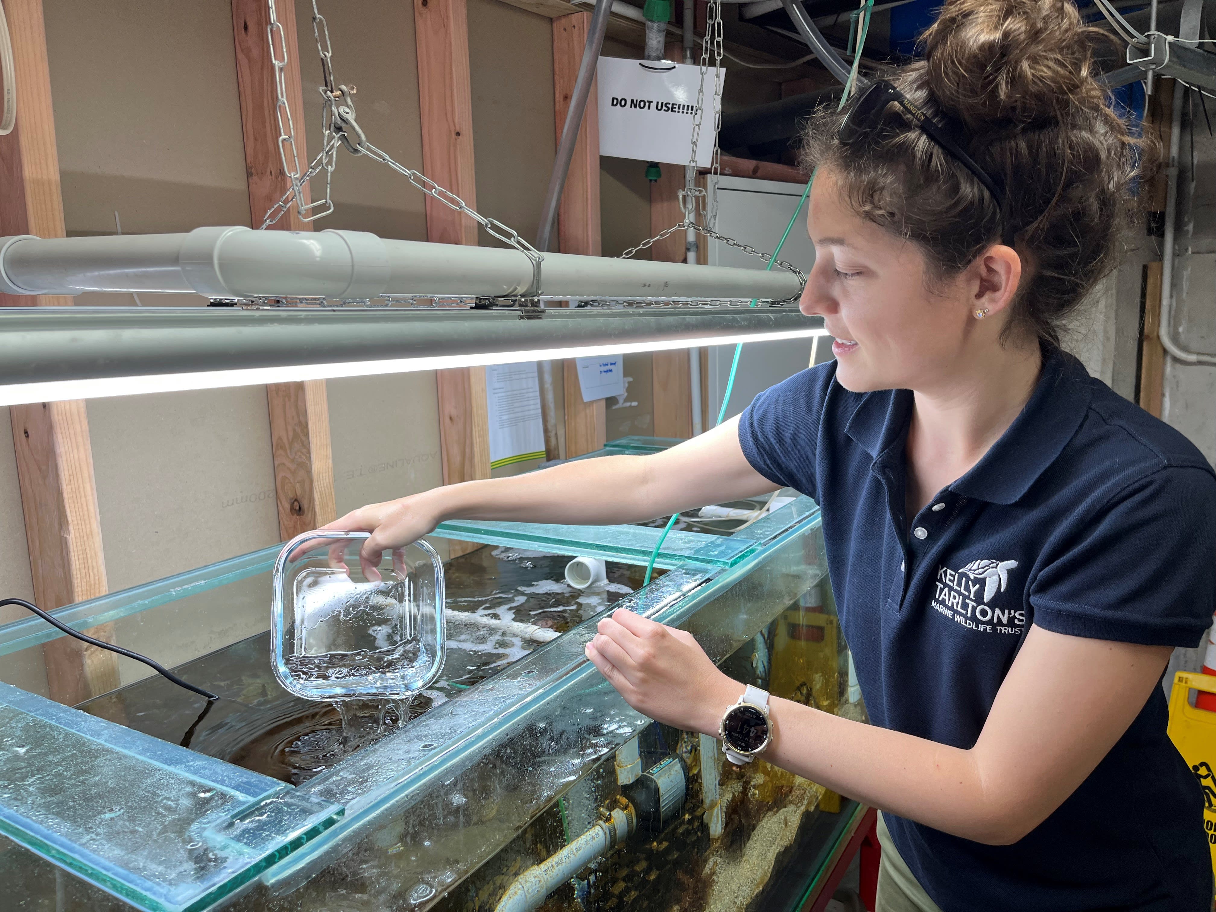 Measures to improve depleted Auckland Hauraki Gulf mussel beds RNZ