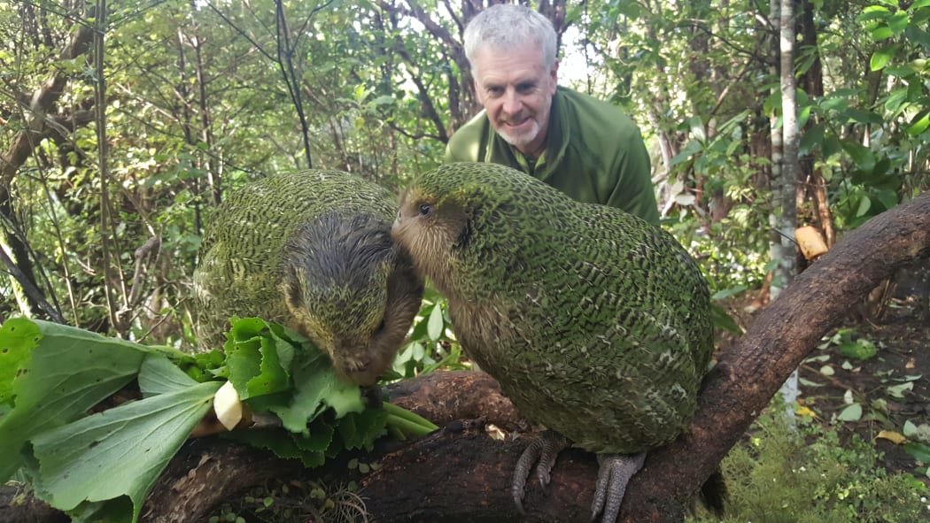 Daryl Eason, from the Department of Conservation's Kākāpō Recovery programme, watches on as hand-reared chicks Tūmanako (formerly Tiwhiri-2-A) and Marama-1-A learn to eat different native plants as they prepare for their release into the wild.