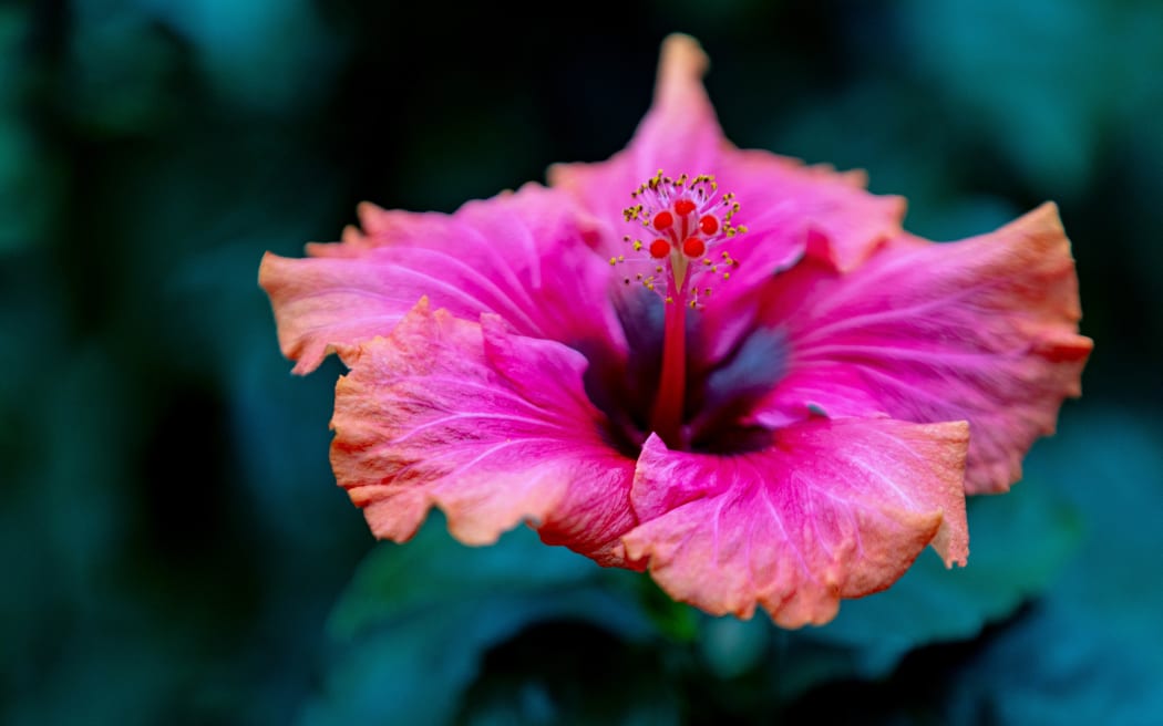 New fundings for The Begonia House