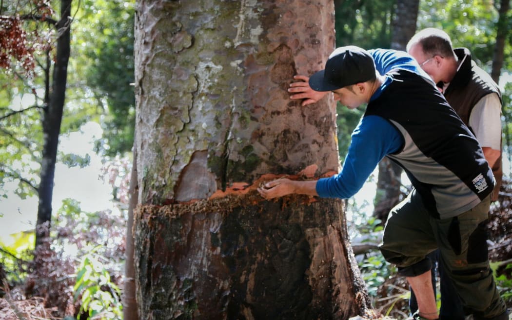 Johno Smith puts sphagnum moss over the cuts in the kauri tree.