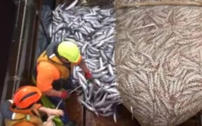 Southern blue whiting are brought aboard a fishing vessel