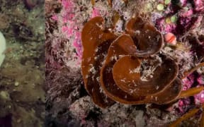 A bleached (left) and healthy (right) cup sponge Cymbastella lamellata.