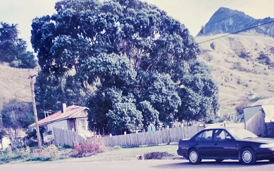 A faded old photograph of a huge pōhutukawa tree sprawling out of a small rural section.