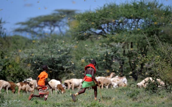 Invading locusts spring into flight from ground vegetation as young girls in traditional Samburu-wear run past to their cattle at Larisoro village near Archers Post, on January 21, 2020. -