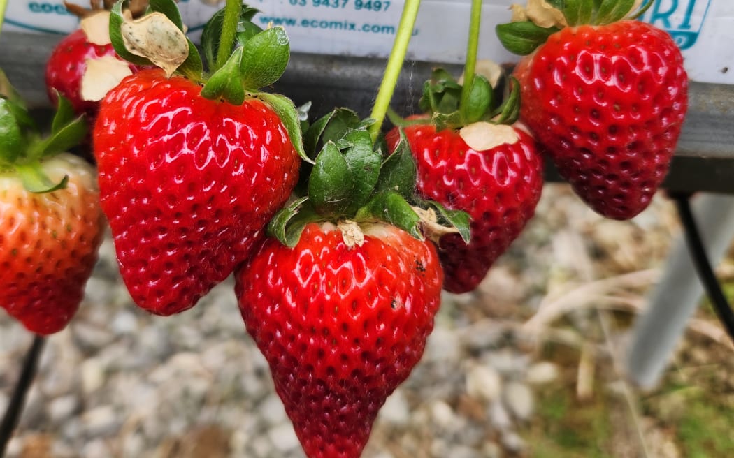 Strawberries growing in bags in a tuered system under polytunnels at the roy's Piopio Berry Orchard