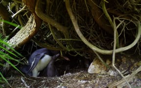 Hoiho and two chicks