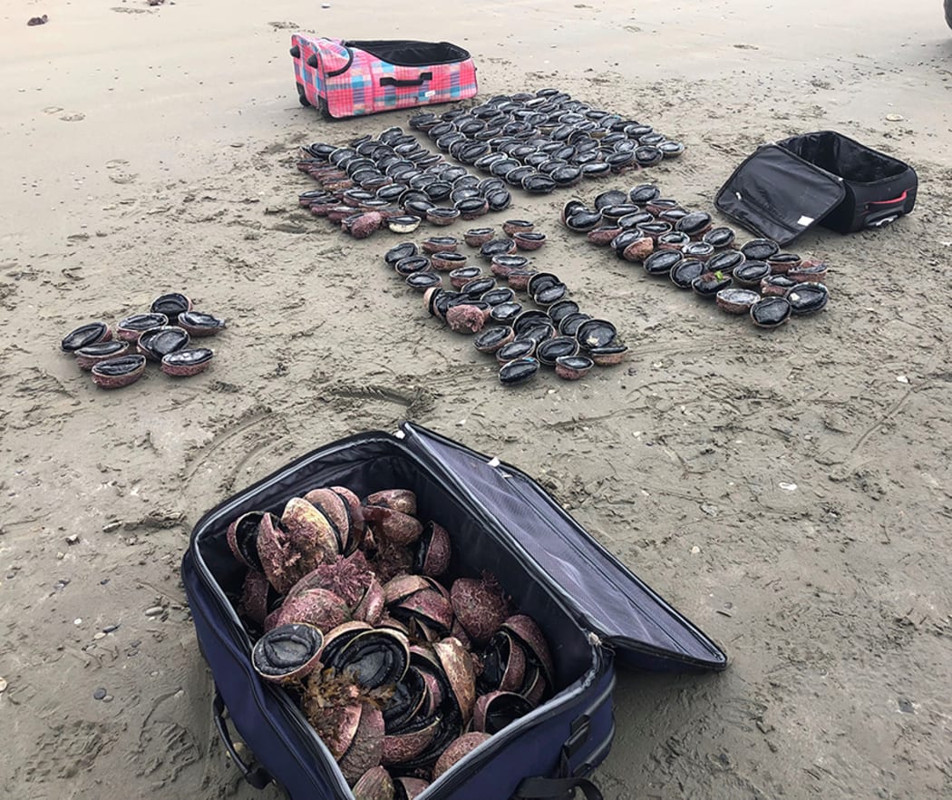 A diver has been caught with 249 pāua in Kaikōura - nearly 50 times the daily limit.