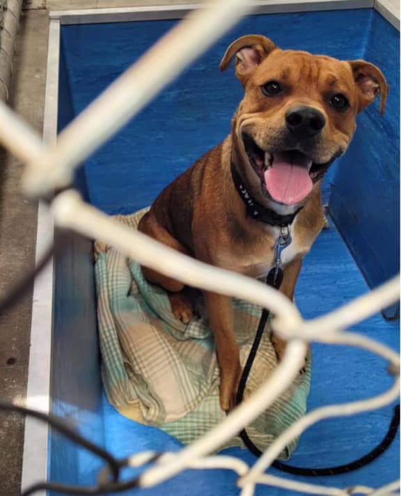Simba the Bullmastiff dog was found 36 hours after being freed by a man who released animals during a night raid of the SPCA in Nelson. Photo / SPCA Nelson-Marlborough