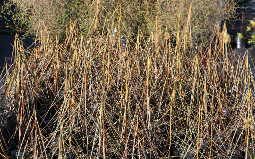 plants