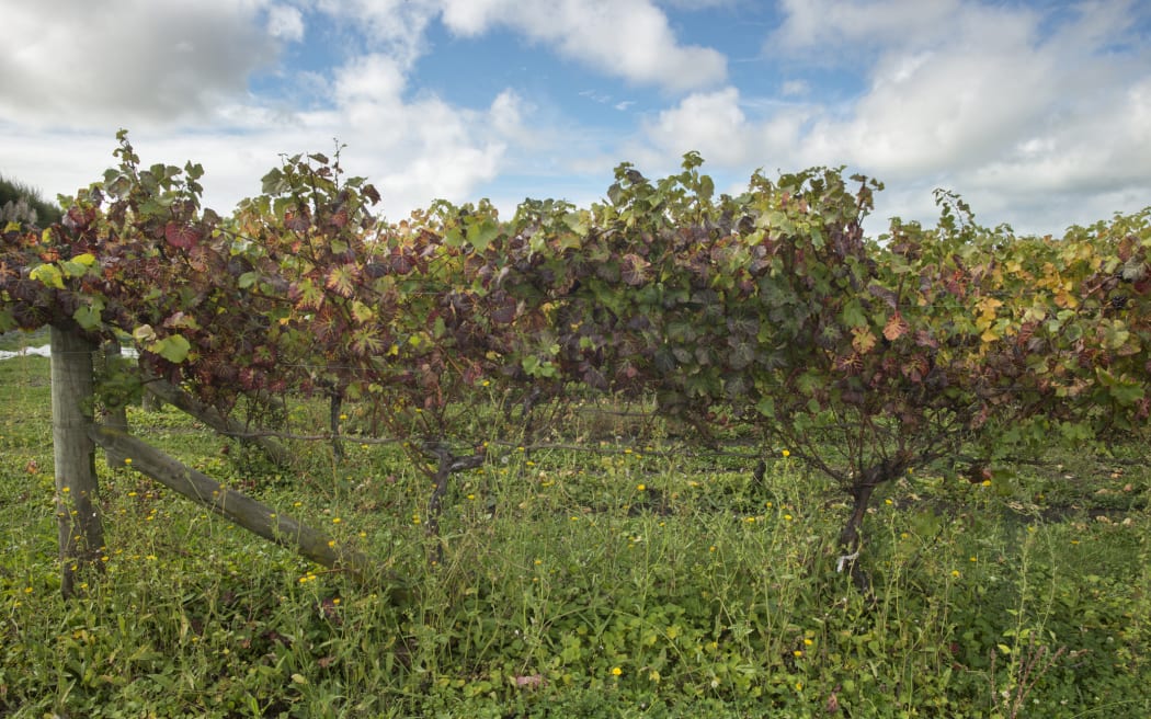 Leafroll virus in a Hawkes Bay vineyard