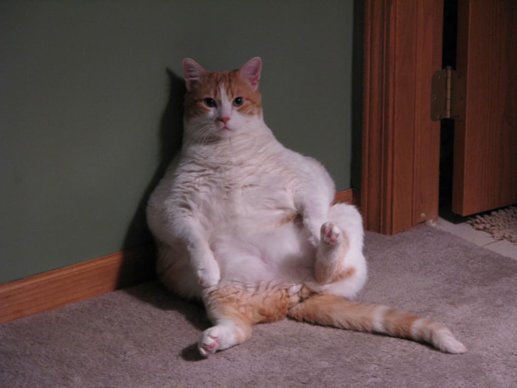60 percent of all cats in the USA are overweight, according to a recent study