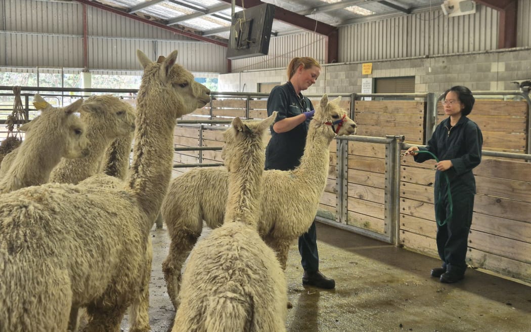 The farm includes animals such as alpaca, which require a special touch when being handled.