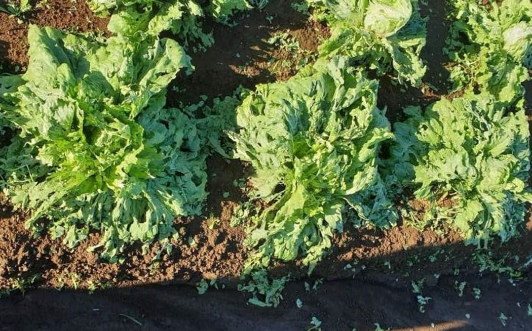 Hail damaged lettuce in a Pukekohe paddock