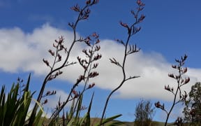 Flax bushes, Hawkes Bay