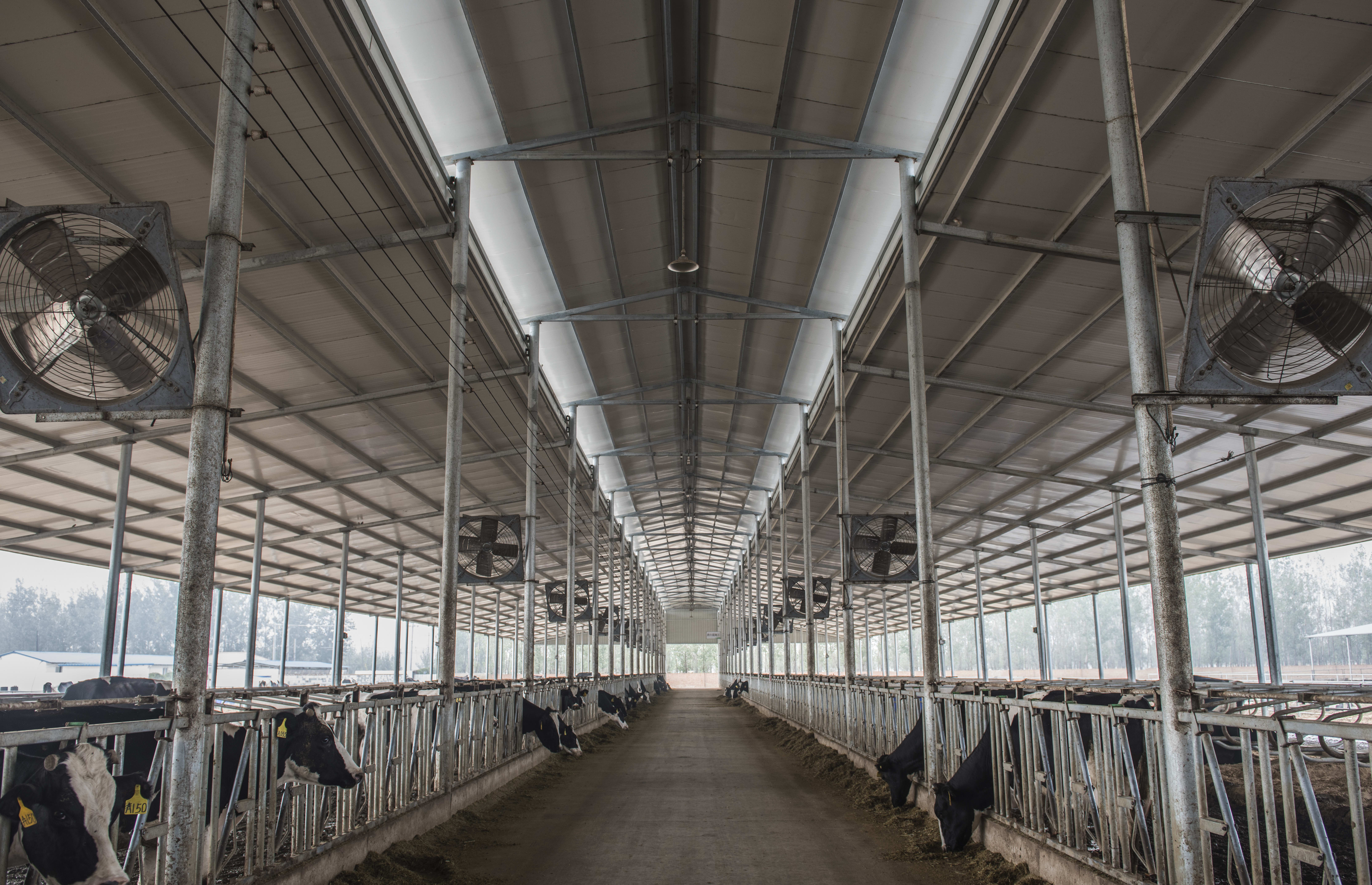 A feeding Gallery in a cattle farm for feeding cattle. October 19, 2016, Luannan County, Tangshan City, Hebei Province, China.