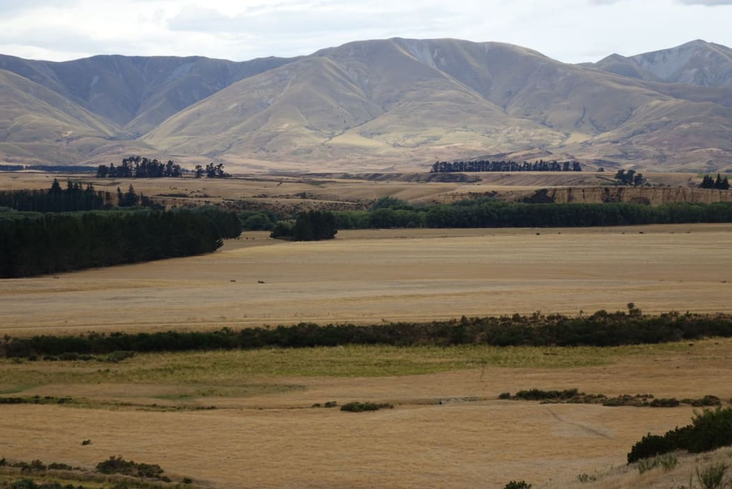 Dry paddocks near Ranfurly and Kyeburn in Maniototo.