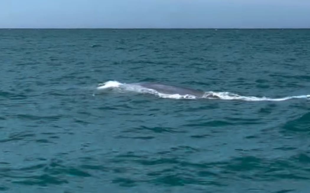 Blue whale sighting in Akaroa