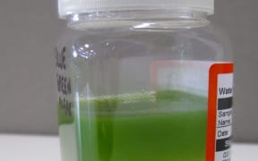 Sample of algae found in Otago in 2013