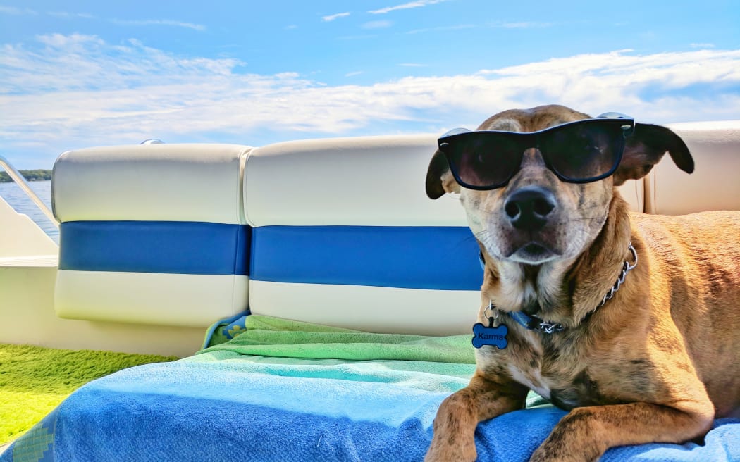 Dog in sunglasses at the beach