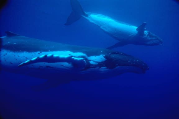 Humpback whale - mother and calf