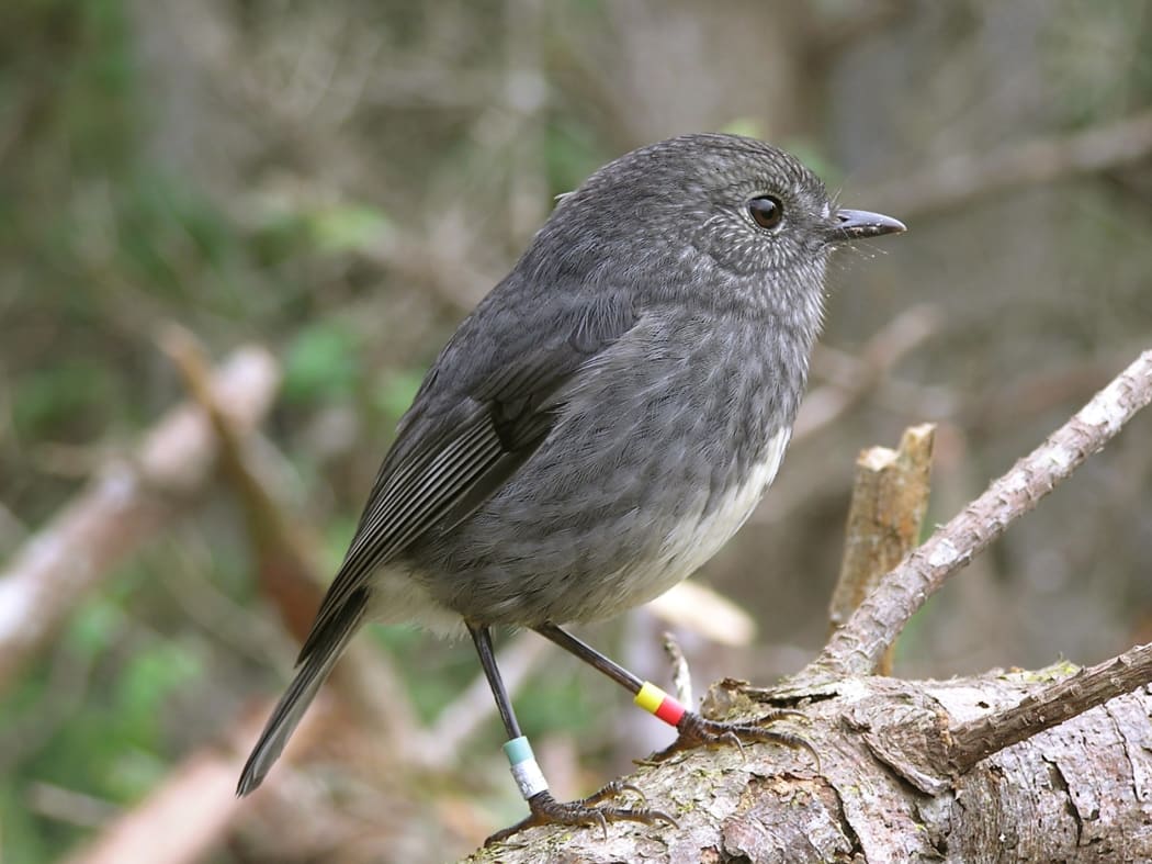 Toutouwai or North Island Robin. The bird stands on a branch. It is speckled grey with a white patch on its belly. It has bands on both its legs.