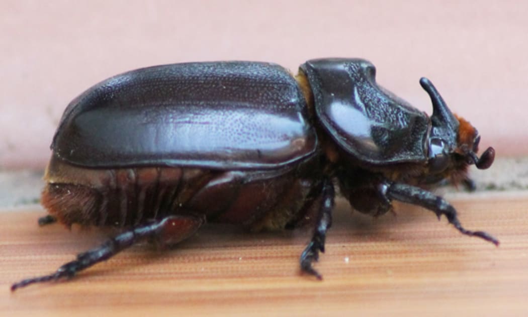 The disease-resistant variety of rhinoceros beetle.
