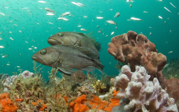 Sponges, such as the orange ones in this photo, may become more common as climate change begins to impact the world's coral reefs.