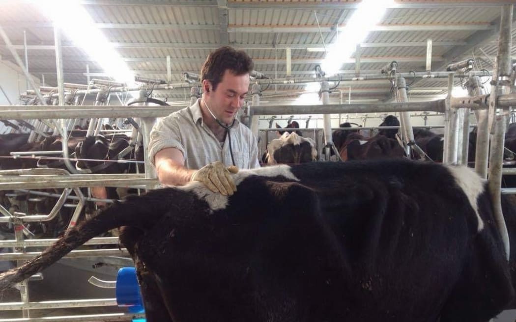 Rory at work in the cow shed