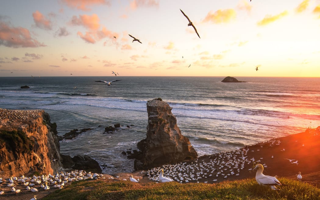 Muriwai Beach at sunrise