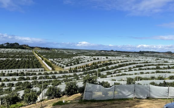 An avocado orchard in the Far North.